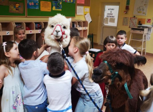 Alpaki Cudaki w naszym przedszkolu